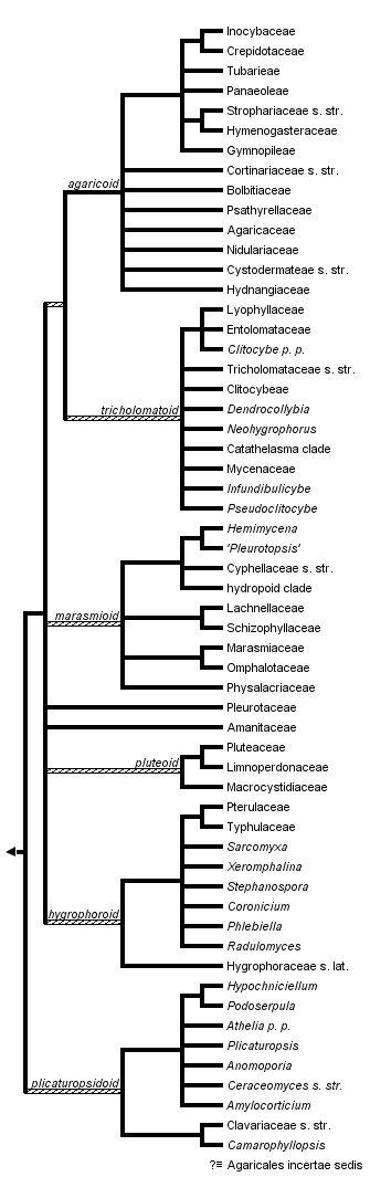 taxon links