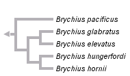 taxon links