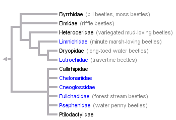 taxon links