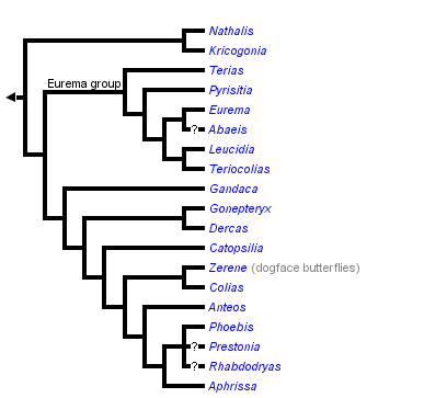 taxon links