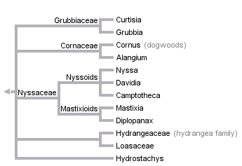 taxon links