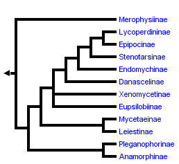 taxon links