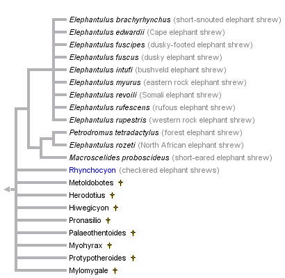 taxon links