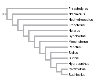 taxon links