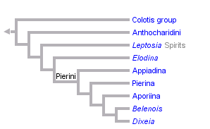 taxon links