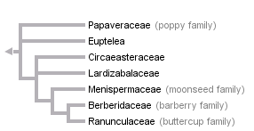 taxon links