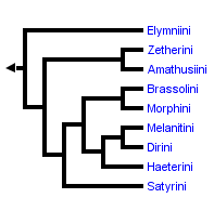 taxon links