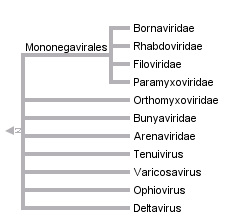 taxon links