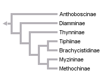 taxon links