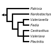 taxon links