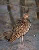 Redcrested Korhaan