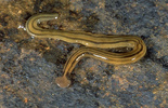 A planarian flatworm, Bipalium