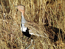 Buff-crested Bustard (Eupodotis gindiana), Samburu, Kenya