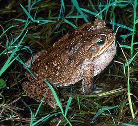 cane toad