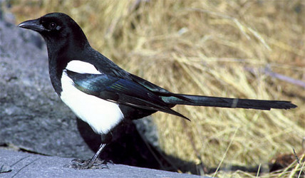 Black-billed magpie