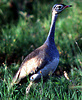 White-bellied bustard (Eupodotis senegalensis), Serengeti