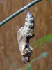 Gulf Fritillary pupa