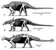  Representatives of the Ankylosauria