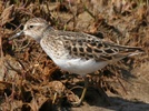 least sandpiper