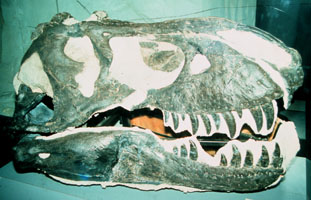 skull of Tyrannosaurus rex 