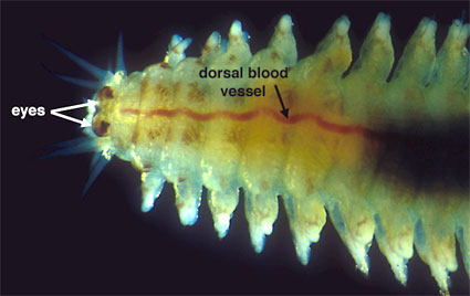 Dorsal blood vessel of an annelid