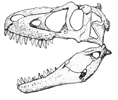 skull of Daspletosaurus torosus