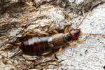 Forficula auricularia, European earwig