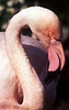 Greater flamingo