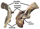 Shoulder girdle of Panoplosaurus