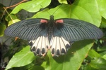 Papilio memnon butterfly