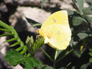 Cloudless Sulphur laying eggs on Senna