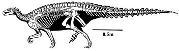 Skeletal reconstruction of Scelidosaurus harrisoni